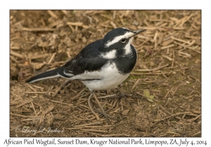 African Pied Wagtail