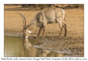 Waterbuck, male