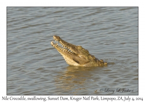 Nile Crocodile