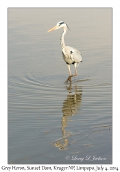 Grey Heron