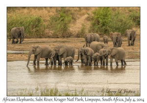 African Elephants