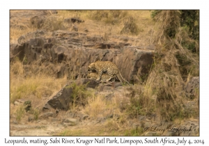 Leopards mating