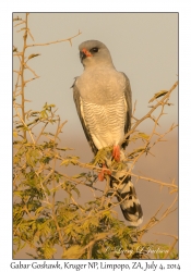 Gabar Goshawk