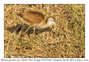 African Jacana, juvenile