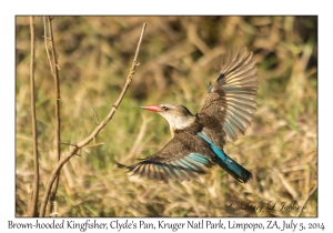 Brown-hooded Kingfisher