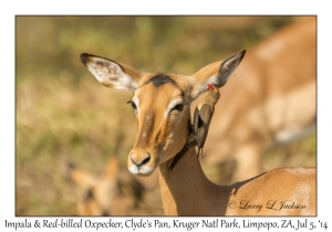 Impala & Red-billed Oxpecker