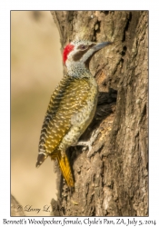 Bennett's Woodpecker, female