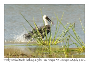 Wooly-necked Stork