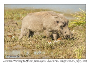 Common Warthog, male & 3 Africana Jacana juveniles