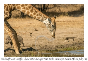 South African Giraffe