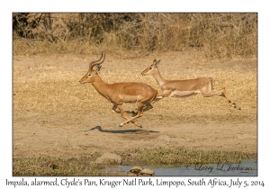 Impala