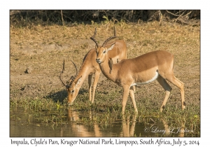 Impala