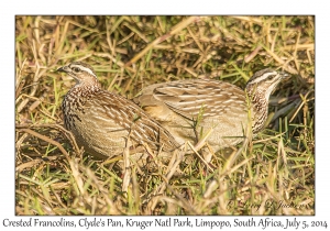 Crested Francolins