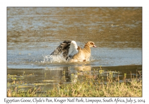 Egyptian Goose