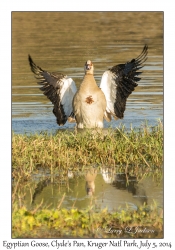 Egyptian Goose