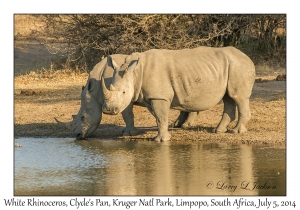 White Rhinoceros