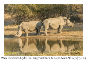 White Rhinoceros