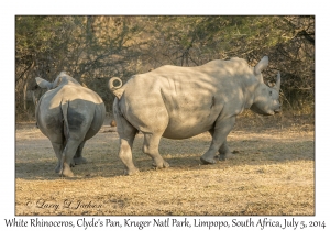 White Rhinoceros