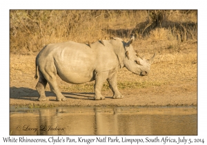 White Rhinoceros