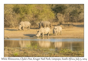 White Rhinoceros