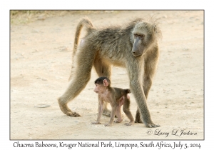 Chacma Baboons