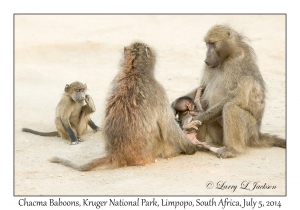 Chacma Baboons