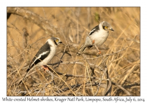 White-crested Helmet-shrikes