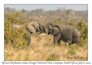 African Elephants