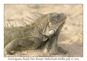 Green Iguana