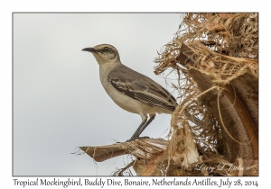 Tropical Mockingbird