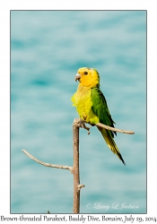 Brown-throated Parakeet