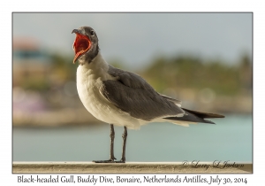 Black-headed Gull