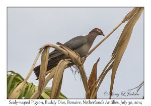 Scaly-naped Pigeon