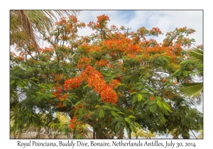 Royal Poinciana