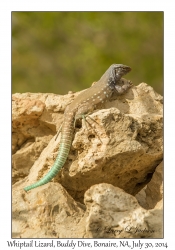 Whiptail Lizard