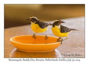 Bananaquits