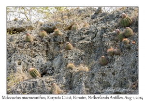 Melocactus macracanthos