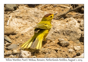 Yellow Warbler