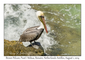 Brown Pelican