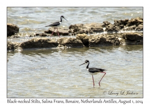 Black-necked Stilts