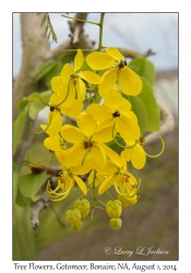 Tree Flowers