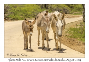 African Wild Ass