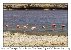 Phoenicopterus ruber