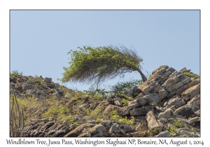 Windblown Tree