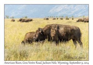 American Bison