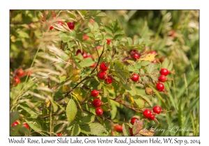 Wood's Rose hips