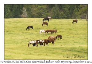 Horse Ranch