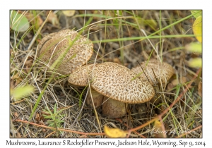 Mushrooms