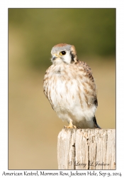 American Kestrel