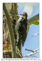 Hairy Woodpecker, female